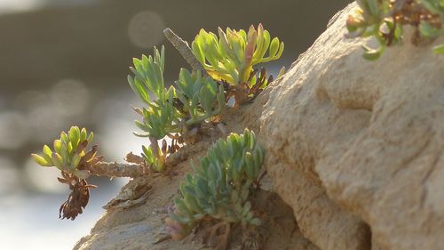 Close-up of prickly pear cactus