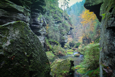 Trees and rocks in forest