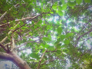 Low angle view of trees in forest