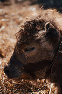 Close-up of horse