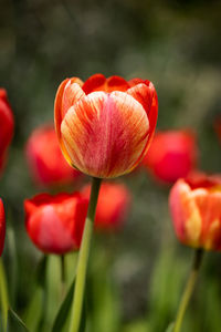 Close-up of red tulips on field