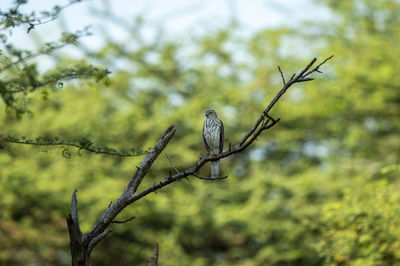 Bird perching on branch