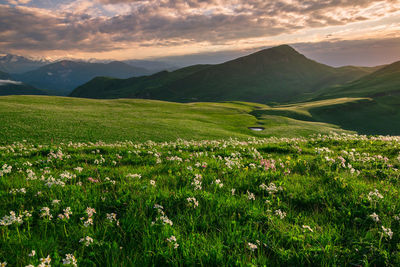 Beautiful sunset in the mountains of chechnya. scenic view of field against sky