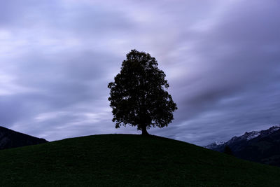 Low angle view of tree on field against sky