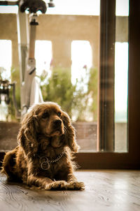 Dog sitting on floor at home