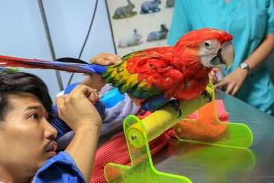 Close-up of man cleaning scarlet macaw at table