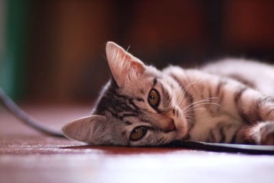 Close-up portrait of a cat