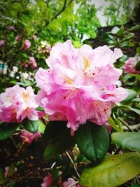 Close-up of pink flowers