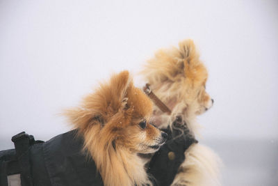 Close-up of a dog over white background