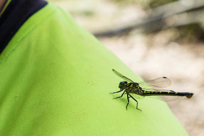 Close-up of insect on leaf
