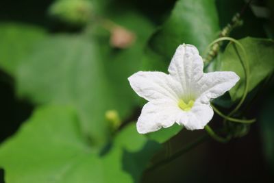 Close-up of white flowering plant