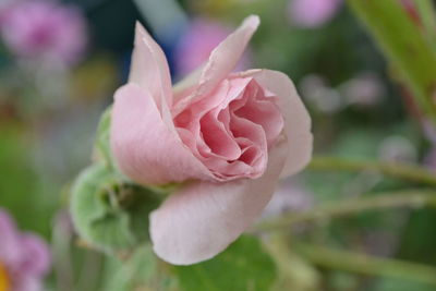 Close-up of pink rose