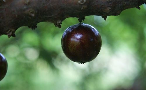 Close-up of tree against blurred background