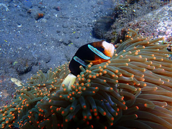 Close-up of coral in sea