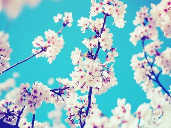 Low angle view of cherry blossoms against blue sky