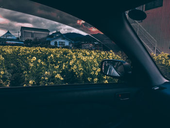 Person holding yellow flowers