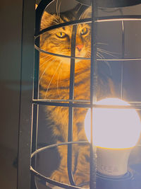 Close-up of cat drinking glass window