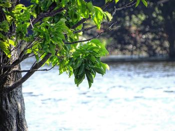 Close-up of leaves on tree