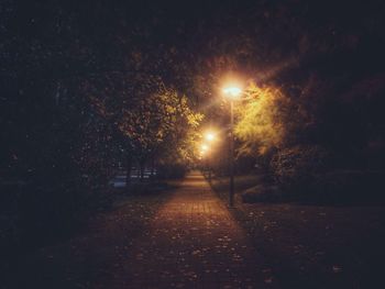 Illuminated trees at night