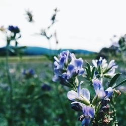 Close-up of purple flowers