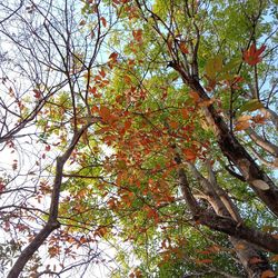 Low angle view of trees in forest during autumn