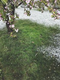 Plants growing on a tree