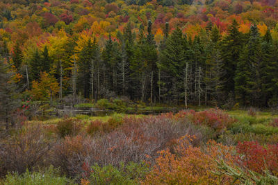 Scenic view of forest during autumn