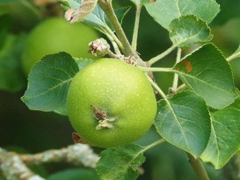 Close-up of fruits on tree