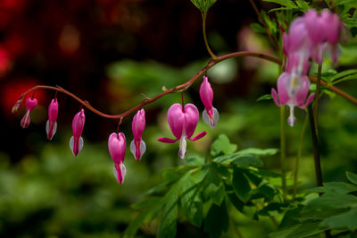 Close-up of pink flowering plant