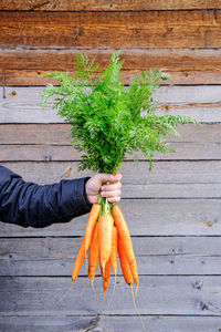 Fresh carrots in the hand of a man on a wooden gray background. seasonal work on the farm. autumn