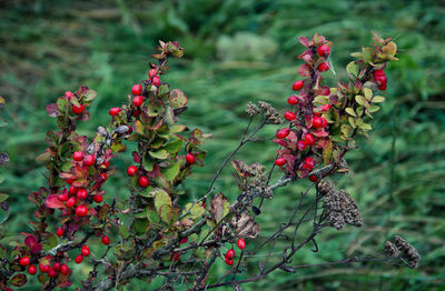 Close-up of red berries on plant