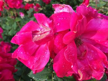 Close-up of wet pink flowers blooming outdoors