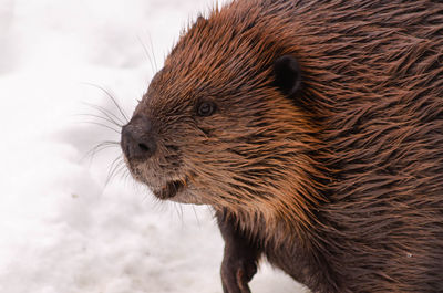 Close-up of a beaver in the snow