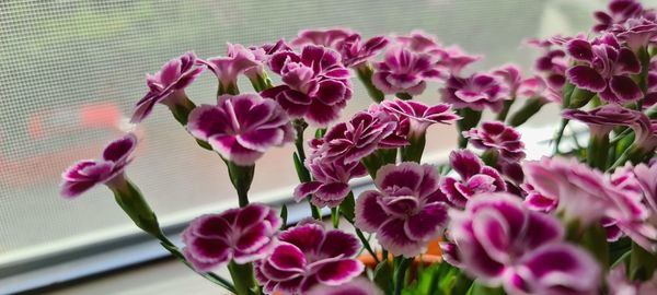 Close-up of pink flowering plants
