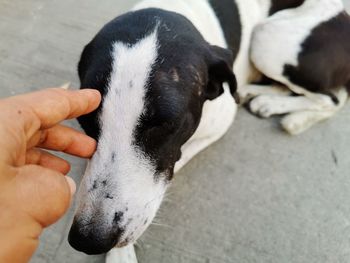 Midsection of person holding dog