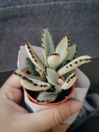 Close-up of hand holding succulent plant