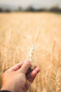 Close-up of hand holding ear of wheat on field