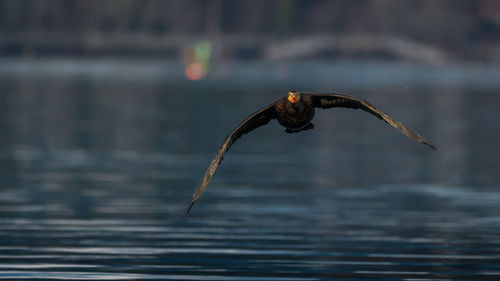 Close-up of cormorant flying over water
