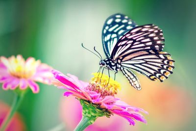 Close-up of butterfly pollinating on purple flower