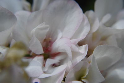 Close-up of white rose flower