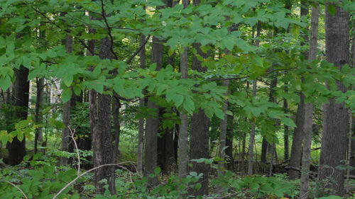 View of trees in forest