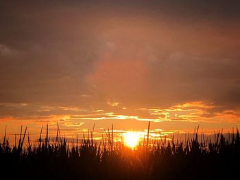 Silhouette plants on land against romantic sky at sunset