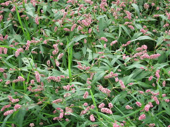 Full frame shot of flowering plants on field