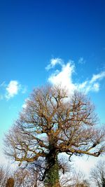 Low angle view of bare trees against blue sky