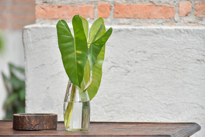 Close-up of plant on table against wall