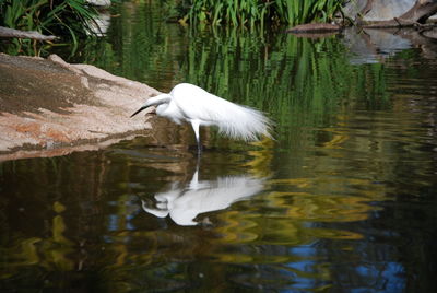 White heron in lake