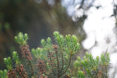 Close-up of succulent plant