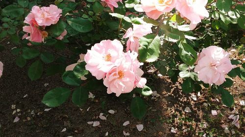 Close-up of pink flower