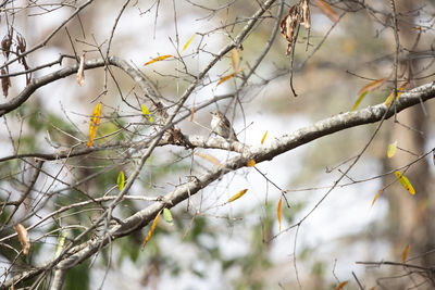 Close-up of bare tree branches during winter