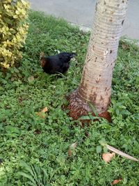 High angle view of bird on tree